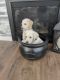 Labrador Retriever Puppies for sale in Lehi, UT, USA. price: NA