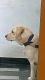 Labrador Retriever Puppies for sale in Kapra - Saket Rd, Arun Nagar, Kapra, Secunderabad, Telangana, India. price: 8000 INR