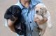 Labrador Retriever Puppies for sale in Coimbatore, Tamil Nadu, India. price: 20000 INR