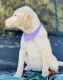 Labrador Retriever Puppies for sale in Silex, MO 63377, USA. price: NA