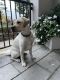 Labrador Retriever Puppies for sale in San Mateo, CA 94403, USA. price: NA