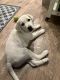 Labrador Retriever Puppies for sale in Draper, UT, USA. price: NA