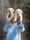 Labrador Retriever Puppies for sale in Kandivali, Kandivali West, Mumbai, Maharashtra, India. price: 12500 INR