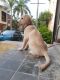 Labrador Retriever Puppies for sale in Aurangabad, Maharashtra, India. price: 9000 INR