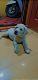 Labrador Retriever Puppies for sale in Laggere, Bengaluru, Karnataka 560058, India. price: 35000 INR