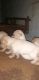 Labrador Retriever Puppies for sale in Alakode, Kerala 670571, India. price: 7500 INR