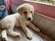 Labrador Retriever Puppies for sale in Baguiati, Kolkata, West Bengal, India. price: 9000 INR