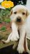 Labrador Retriever Puppies for sale in Thiruvalla, Kerala, India. price: 5000 INR