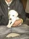 Labrador Retriever Puppies for sale in Panskura - Tamluk Rd, Tulia, West Bengal, India. price: 9000 INR