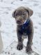 Labrador Retriever Puppies for sale in Colorado Springs, CO, USA. price: $1,500