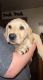 Labrador Retriever Puppies for sale in Cincinnati, OH, USA. price: $200