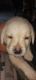Labrador Retriever Puppies for sale in SHANTI ENCLAVE, Laxmisagar Rd, Laxmisagar, Bhubaneswar, Odisha 751006, India. price: 10000 INR