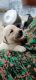 Labrador Retriever Puppies for sale in Shanthi Social Services Medical Centre, Neelikonampalayam, Tamil Nadu 641005, India. price: 14000 INR