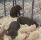 Labrador Retriever Puppies for sale in Hartford, MI 49057, USA. price: $500