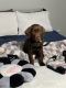 Labrador Retriever Puppies for sale in Nashville, TN, USA. price: $500