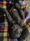 Labrador Retriever Puppies for sale in Fresno, CA, USA. price: $1,200