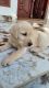 Labrador Retriever Puppies for sale in Chalakudy, Kerala, India. price: 5000 INR
