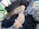 Labrador Retriever Puppies for sale in 1234 Martin St, Nashville, TN 37203, USA. price: $40,000