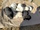 Labrador Retriever Puppies for sale in Sambalpur, Odisha, India. price: 15000 INR