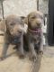 Labrador Retriever Puppies for sale in Nephi, UT 84648, USA. price: NA