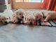 Labrador Retriever Puppies for sale in Raipur, Dehradun, Uttarakhand, India. price: 10000 INR
