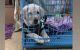 Labrador Retriever Puppies for sale in Park Circus, Ballygunge, Kolkata, West Bengal, India. price: 8000 INR