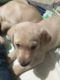 Labrador Retriever Puppies for sale in Galt, CA 95632, USA. price: $800