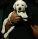 Labrador Retriever Puppies for sale in Anandapur, Odisha, India. price: 9000 INR