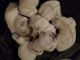 Labrador Retriever Puppies for sale in Woods Cross, UT, USA. price: NA