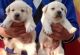 Labrador Retriever Puppies for sale in 6, Jaipur Golden Hospital Rd, Pocket 1, Sector 3A, Rohini, Delhi, 110085, India. price: NA