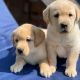 Labrador Retriever Puppies for sale in Los Angeles, CA, USA. price: $800