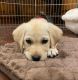 Labrador Retriever Puppies for sale in Los Angeles, CA, USA. price: $500