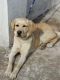 Labrador Retriever Puppies for sale in Kumhrar, Patna, Bihar, India. price: 11,500 INR
