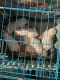 Labrador Retriever Puppies for sale in Kotdwar, Uttarakhand 246149, India. price: 55000 INR