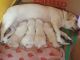 Labrador Retriever Puppies for sale in M.G. Railway Colony, Sevashrama, Bengaluru, Karnataka 560023, India. price: 9000 INR
