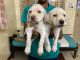 Labrador Retriever Puppies for sale in Srinagar, Banashankari, Bengaluru, Karnataka, India. price: 7000 INR