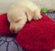 Labrador Retriever Puppies for sale in Gwalior, Madhya Pradesh, India. price: 10000 INR