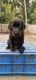 Labrador Retriever Puppies for sale in KADALUNDI,CALICUT,, Kottakkadave - Kadalundi Rd, Kerala 673328, India. price: 9000 INR