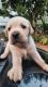 Labrador Retriever Puppies for sale in Thrippunithura, Kochi, Kerala, India. price: 15000 INR