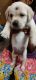 Labrador Retriever Puppies for sale in S.G. Palya, Bengaluru, Karnataka 560029, India. price: 8000 INR