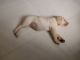 Labrador Retriever Puppies for sale in 761, Edayar St, Kundapur, Town Hall, Coimbatore, Tamil Nadu 641001, India. price: 8000 INR