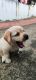 Labrador Retriever Puppies for sale in Neyyattinkara, Kerala, India. price: 6000 INR