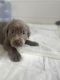 Labrador Retriever Puppies for sale in Springfield, IL, USA. price: $850