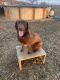 Labrador Retriever Puppies for sale in Sallisaw, OK 74955, USA. price: $200
