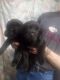 Labrador Retriever Puppies for sale in Alvin, TX 77511, USA. price: $50