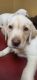 Labrador Retriever Puppies for sale in Jacksonville, FL, USA. price: $600