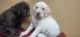 Labrador Retriever Puppies for sale in Jacksonville, FL, USA. price: $900
