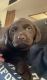 Labrador Retriever Puppies for sale in Tucson, AZ 85750, USA. price: $600
