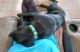 Labrador Retriever Puppies for sale in Trinidad, TX, USA. price: $500