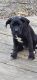 Labrador Retriever Puppies for sale in Evansville, IN, USA. price: $200